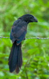 Grooved-billed Ani