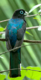 Black-headed Trogon