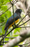 Black-headed Trogon