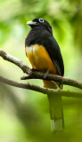 Black-headed Trogon