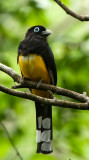 Black-headed Trogon