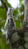 Immature Northern Potoo