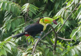 Keel-billed Toucan