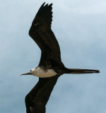 Magnificent Frigatebird