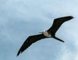 Magnificent Frigatebird