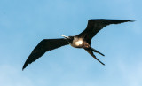 Magnificent Frigatebird