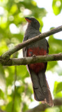 Female Slaty-tailed Trogon