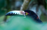 Collared Aracari