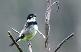 White-collared Seed Eater