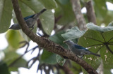 Blue-gray Tannager