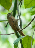Plain Xenops