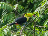 Keel-billed Toucan