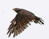 Road Hawk
