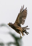 Road Hawk