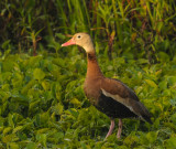DSC_2818-1.jpg