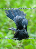 Grooved-bill Ani