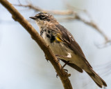 Yellow-rumped Warbler