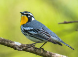 Yellow-throated Warbler
