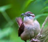 Carolina Wren