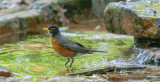 American Robin