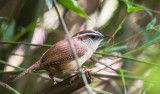 Carolina Wren