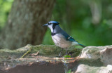Blue Jay