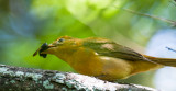 Female Summer Tanager