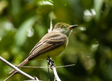 Great Crested Flycatcher
