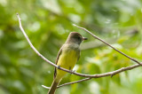 Great Crested Flycatcher