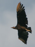 Plain Chachalaca