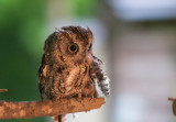 Eastern Screech-Owl