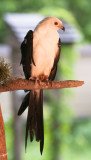 Swallow-tailed Kite