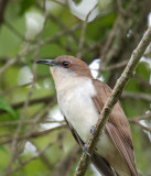 Black-billed Cuckoo