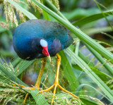 Purple Gallinule