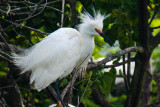Snowy Egret