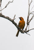 Altamira Oriole