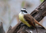 Great Kiskadee
