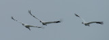 Whooping Crane