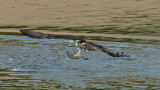 Osprey