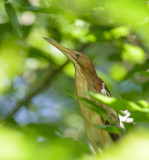 Least Bittern