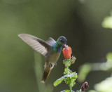 Buff-bellied Hummingbird