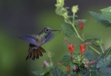 Buff-bellied Hummingbird