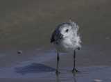 Black-bellied Plover