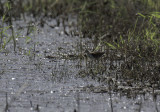 Northern Jacana