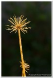 Dead Aspidistra Flower head