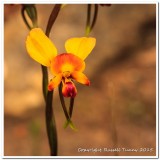 Bush Orchid