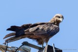 Whistling Kite