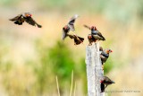 Zebra Finches