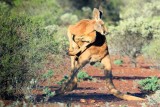 New Kangaroo Dance