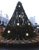 Christmas  tree in the rainy market